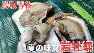 【鳥取青谷】新鮮ブランド岩牡蠣夏輝をその場で食べられるお店