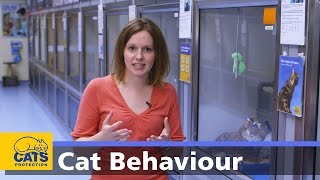 Cat Behaviour - Rolling