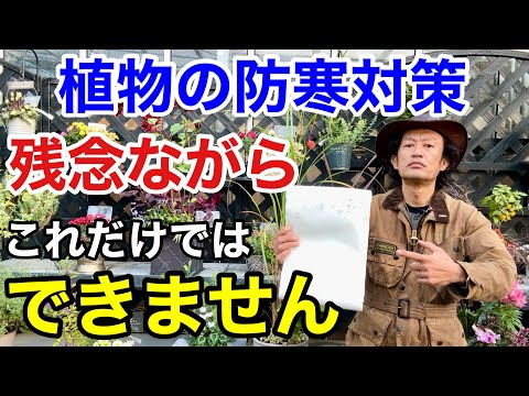 素晴らしいキャンドルの防寒対策 植物