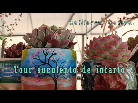 Succulent tour at Guillermo Cutipa's cultivation #succulents #exotics #pots