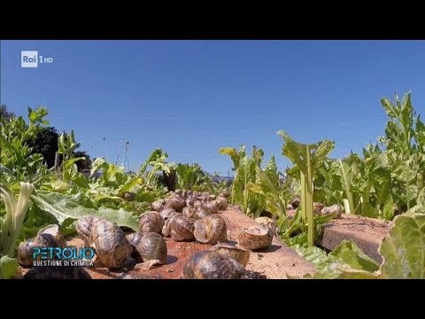 La bava di lumaca nella cosmesi - Petrolio 29/09/2018