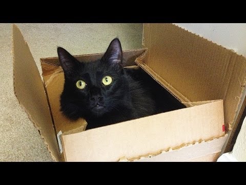 Why Do Cats Love Boxes?