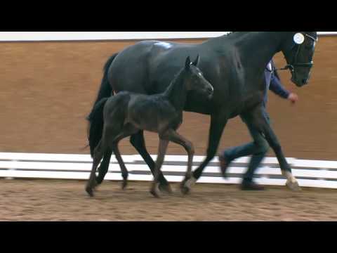 Lürken, Zonik One-San Amour-Donnerwerther