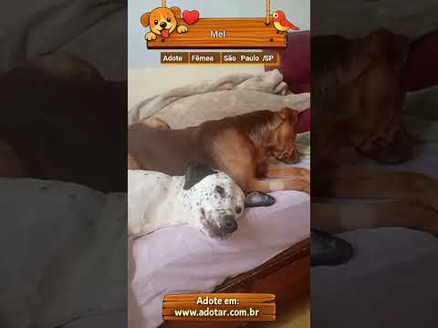 Vídeo de Mel