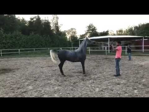 Empiro (Amir Ashiraf-Empidia/Ekstern)