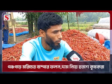 পঞ্চগড়ে মরিচের বাম্পার ফলন,দাম নিয়ে হতাশ কৃষকরা | Panchagarh | Channel S News