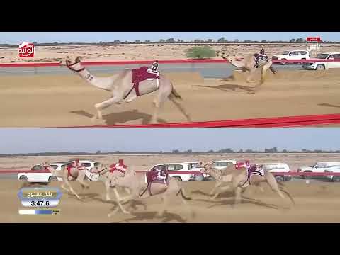 ش 3 (مزاحمه) لـ هجن الرئاسة 7:12:99 ، ختامي المرموم 2026/03/26 لقايا