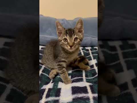 Vídeo de Lili