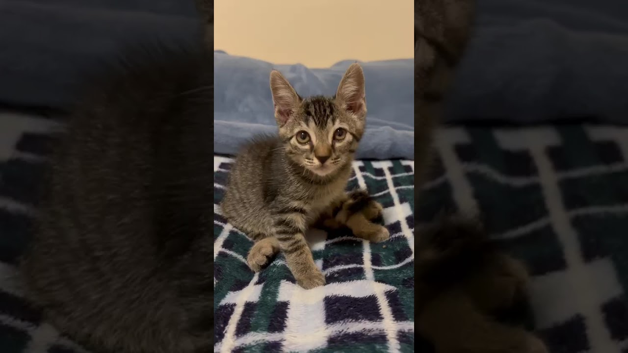 Gato raça SRD-ViraLata idade 2 a 6 meses nome Lili