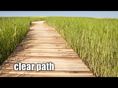 clear path (morphic field)