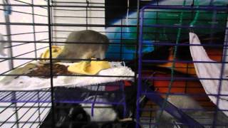 My rat boys Ezekiel, Jeremiah, Nahum and Enoch playing and eating cocoa pebbles.