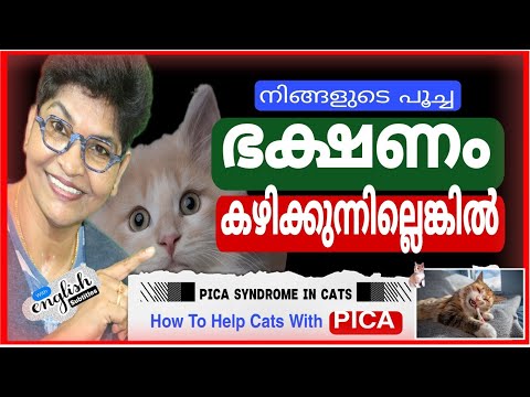 How To Manage Cats With PICA? | Cat Eating Inedible Objects | Cat Health Issues @NANDAS pets&us