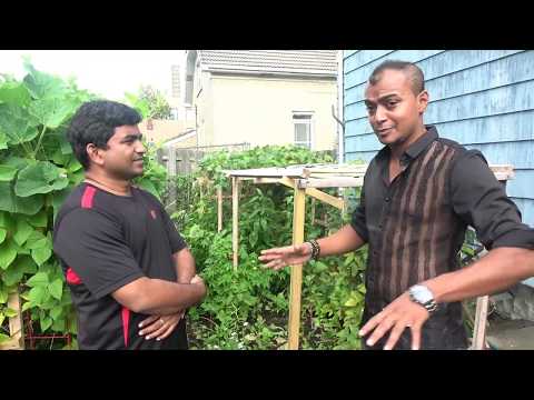 আমেরিকার বসতবাড়ির আঙ্গিনায় বাংলাদেশী সবজি চাষ