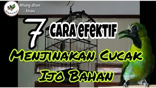 Download lagu 7 cara efektif Menjinakan Cucak ijo Bahan giras / ombyokan mp3