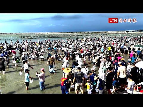 台南七股海鮮節開幕 3200人下水挖文蛤