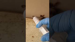 BLANTOR  le plus attractif des gels anti cafards !