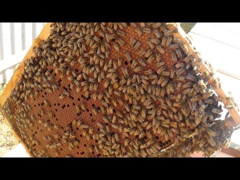 Наличие расплода и мёда равно желанию пчеловода, пасека