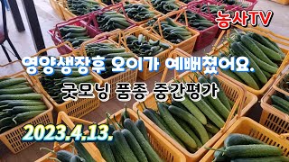 백다다기 오이 영양생장후 생식생장으로 전환시 관리 굿모닝오이품종(농우바이오) 4개월수확 중간평가 (농사TV)…