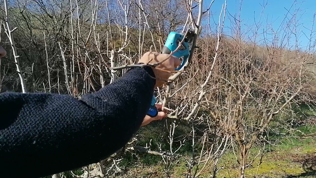 Watch PODA DE FRUTIFICACION DEL PERAL Now PODA DE FRUTIFICACION DEL PERAL