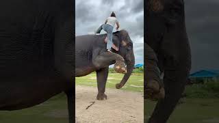 "Esse elefante fez algo que ninguém esperava... 🥹🐘❤️"
