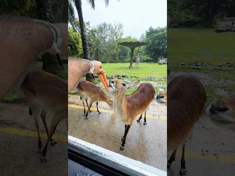 أقوى سفاري حيوانات في إندونيسيا