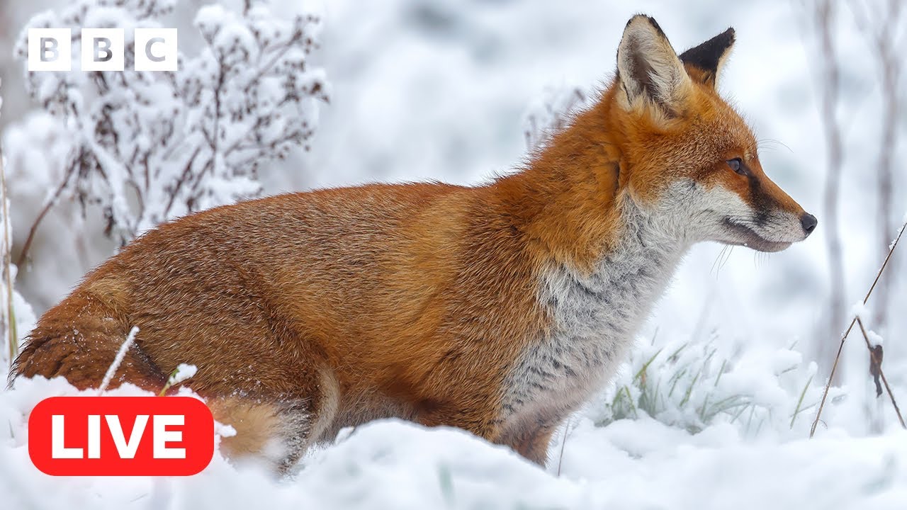 🔴 LIVE wildlife cameras 🐦 16 January ❄️ BBC Winterwatch 2024