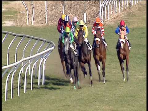 Galoppo 26/02/2019 - 1ª corsa