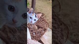 Rescue Kitten Funny Moments..😹✨️🥰 #shortsfeed #cute #kitten #cutecat #rescuekitten #shortsyoutube
