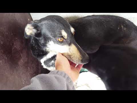 La Linea shelter: Bruno, Berry y Jazmina