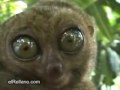 Lemur THX