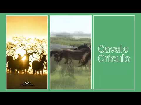 ' Nosso negocio e vender Cavalo Crioulo