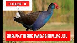 Download lagu SUARA PIKAT BURUNG MANDAR BIRU PALING JITU 2021 mp3