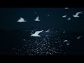 Σtella - Nomad (Official Video)