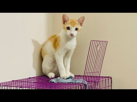 What does a cat do all day 😹 All the time she is playing or sleeping 🤣