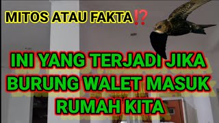 Download lagu 3 myths about swifts entering the house. Based on Javanese primbon mp3 Download lagu 3 myths about swifts entering the house. Based on Javanese primbon mp3