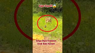 Singa Ini Malah Dipermalukan Anak Babi Hutan!