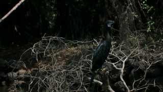 preview picture of video 'Indian Cormorant, Up close and personal'