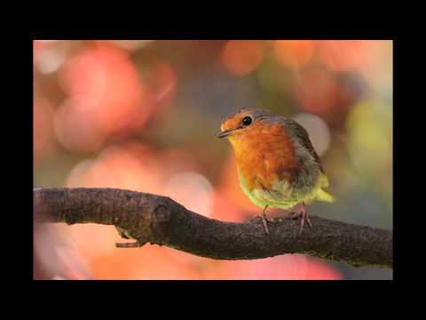 32. Holy Art Thou - Youth Choir