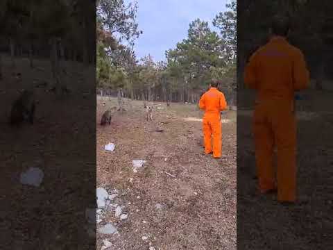 Georgeta`s Waldhunde