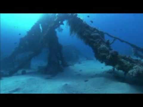 Dolphins in the Deep Blue Ocean