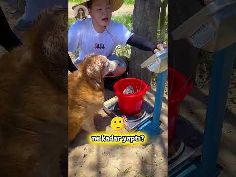 LİMON Av Peşinde! 🍋👀