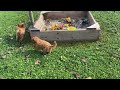 Miniature Poodle dogs for sale: Murphy - Video 3