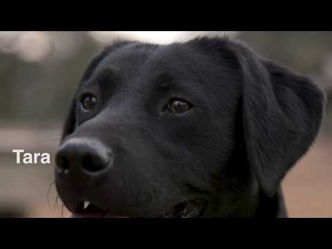 Mossy Oak Kennel's Finished British Labrador - Drummuckhill Suir "Tara"