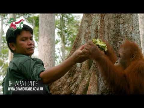 An Update on Jelapat the Orangutan July 2019