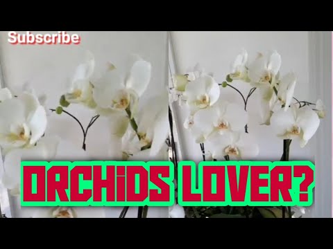 , title : 'The word orchid is derived from the Greek word (orchis)/ #LuckyTwinsTv'