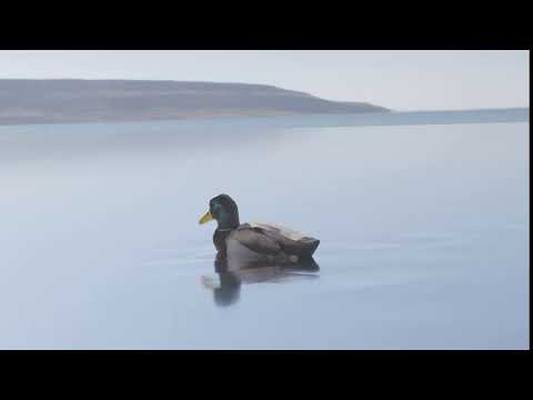 Blender Duck Animation
