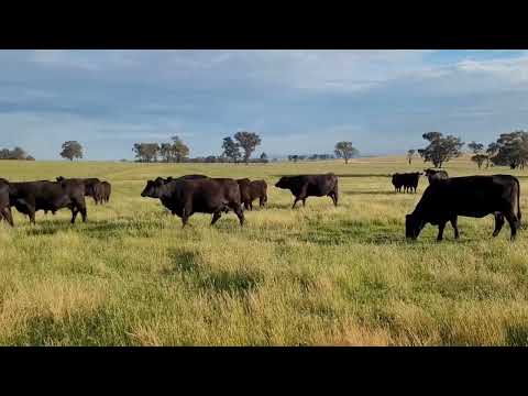 3374 Murringo Road, Young, NSW 2594, 5 habitaciones, 3 baños, Lifestyle Property