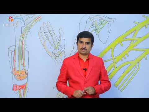 Median nerve anatomy - Usmle quick review lecture - Dr Bhanu prakash