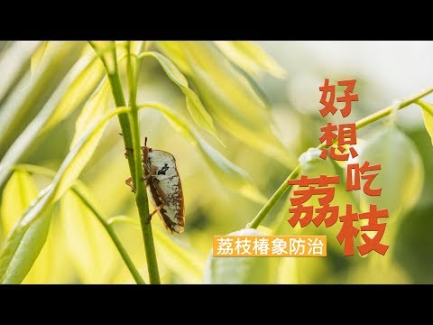 好想吃荔枝（荔枝椿象防治宣導影片-苗栗區農業改良場 ）