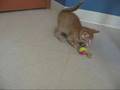 Winnie Le Chat